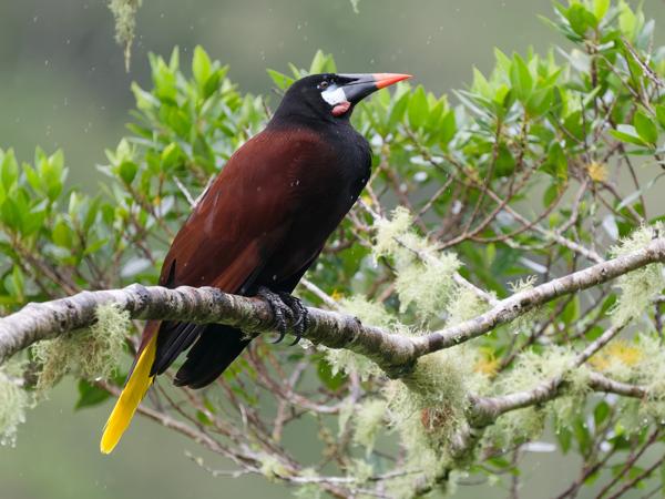 <h3><a href="/trips/costa-rica/biota/animalia/chordata/aves/040 passeriformes/124 icteridae/psarocolius montezuma/psarocolius montezuma-nl.html">Psarocolius&nbsp;montezuma</a> / Montezuma&nbsp;oropendola / Montezumaoropendola</h3>OM-1 Mark II met OLYMPUS M.150-400mm F4.5, 1/1000 sec  bij F4.5, ISO 2000, afstand 17.1&nbsp;m